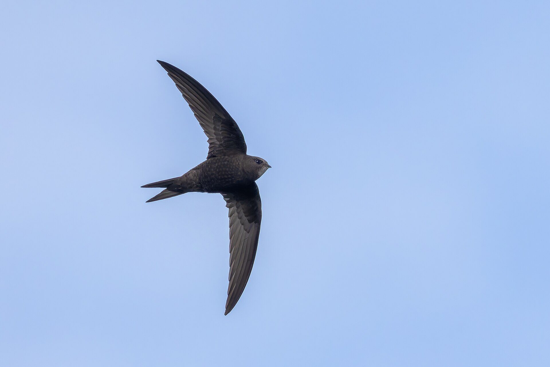 A common swift in flight against a blue sky, its long wings swept back like a crescent.