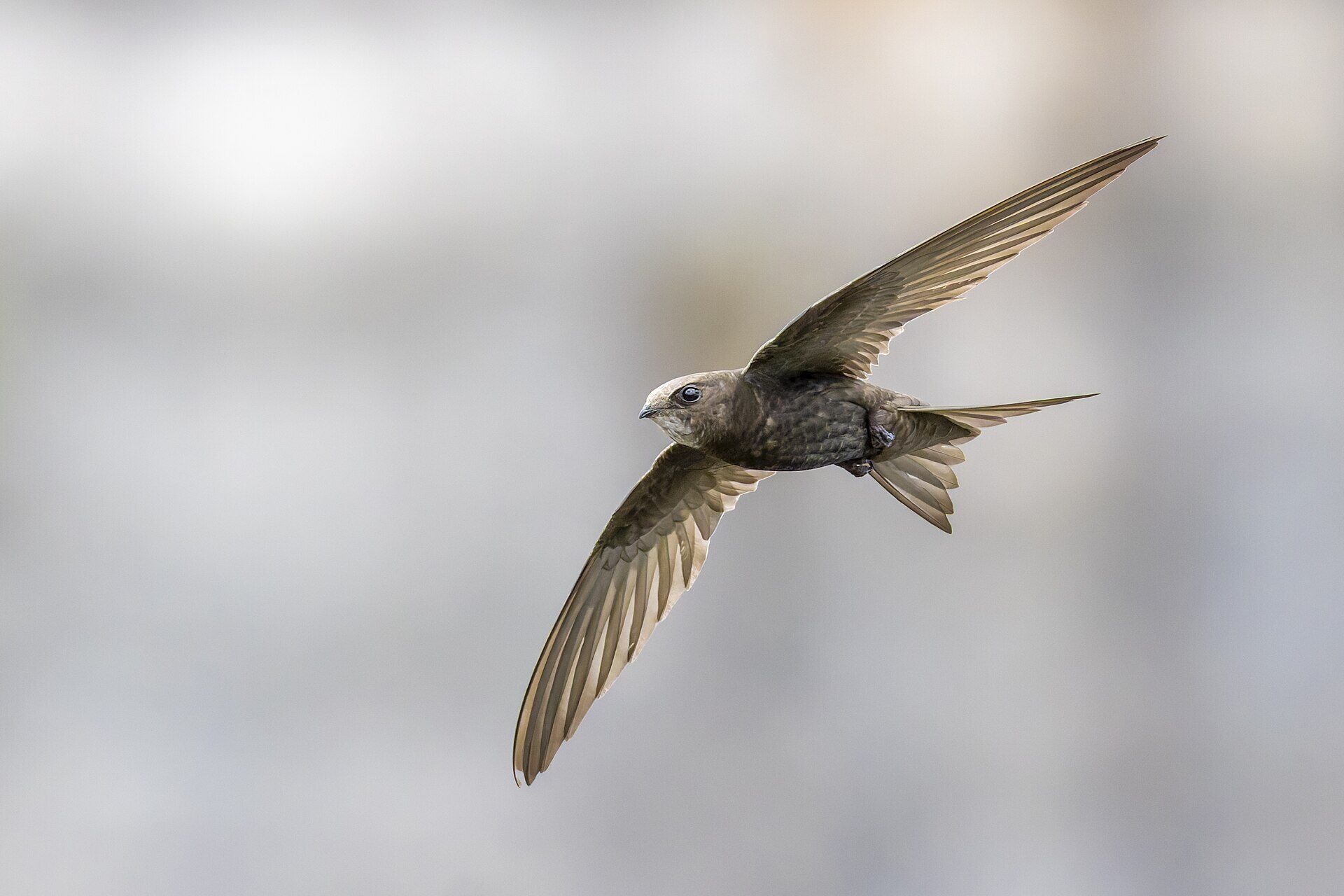 A common swift banking in flight, wings spread, against a soft grey background.