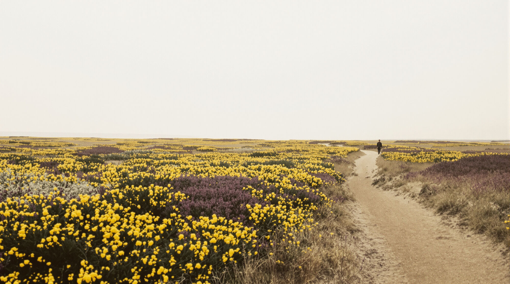 Heathland at first light with gorse and heather in flower and one walker far off on a sandy path.
